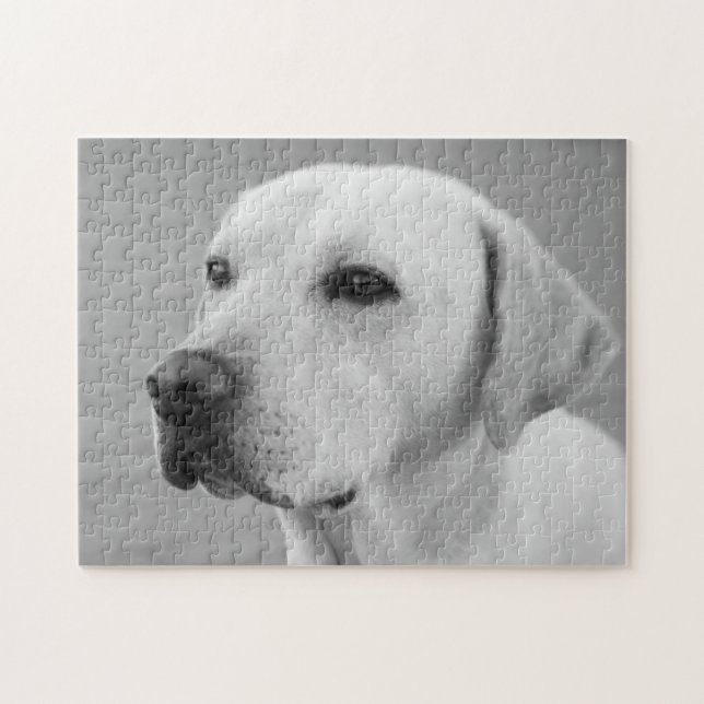 Golden Labrador Retriever Fotografie| BW (Horizontal)