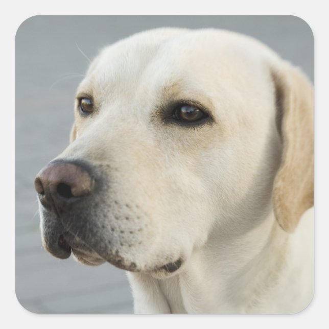 Golden Labrador Retriever Fotografie Quadratischer Aufkleber (Vorderseite)
