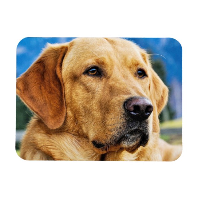 Golden Labrador Retriever Magnet (Horizontal)