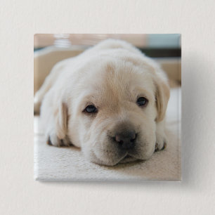Golden Labrador Welpe Button