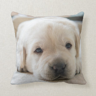 Golden Labrador Welpe Kissen