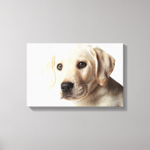 Golden Labrador Welpe Leinwanddruck