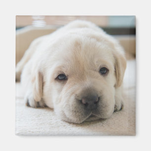 Golden Labrador Welpe Magnet