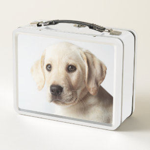 Golden Labrador Welpe Metall Brotdose