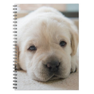 Golden Labrador Welpe Notizblock