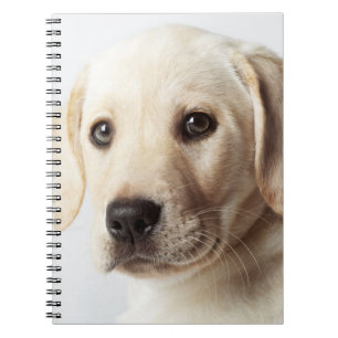 Golden Labrador Welpe Notizblock
