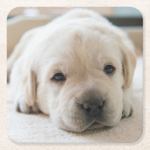 Golden Labrador Welpe Rechteckiger Pappuntersetzer