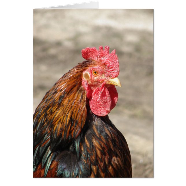 Golden Laced Bantam Cochin Rooster (Devant)