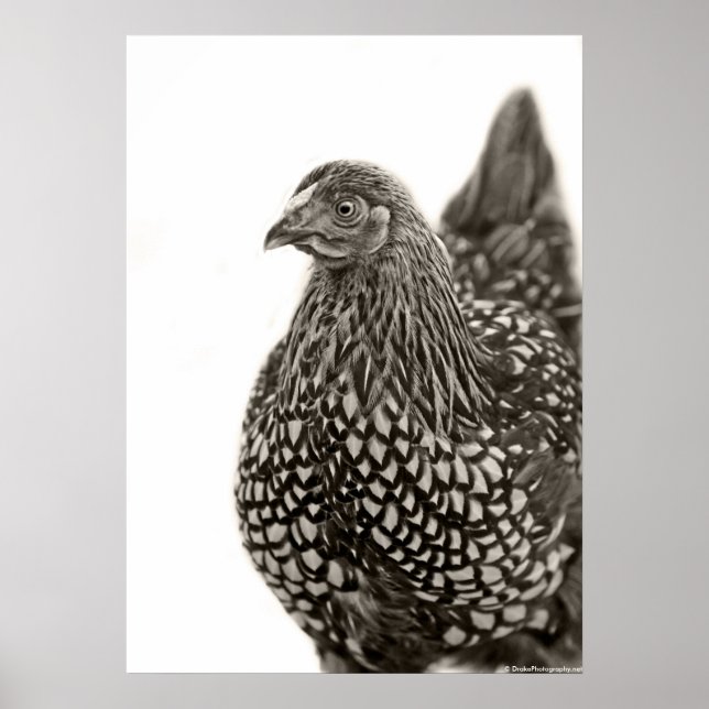 Golden Laced Wyandotte Chicken Poster (Vorne)
