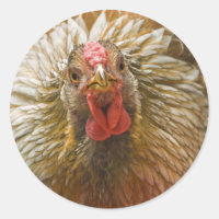 Golden-laced Wyandotte Hen