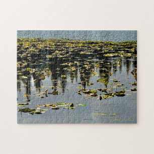 Golden Lily Pads