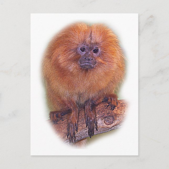 Golden Lion Tamarin, Golden Marmoset Monkey Brasil Postkarte (Vorderseite)
