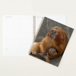 Golden Lion Tamarin mit Baby Planer