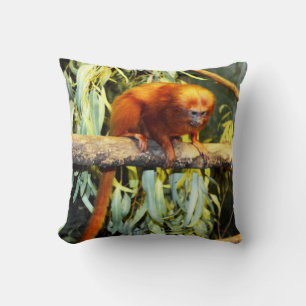 Golden Lion Tamarin Observed, Kissen