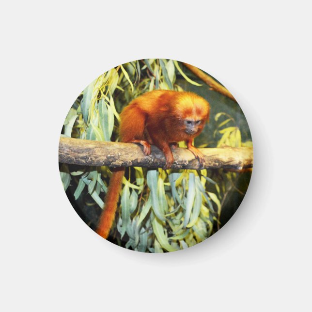 Golden Lion Tamarin Observed, Magnet (Vorne)