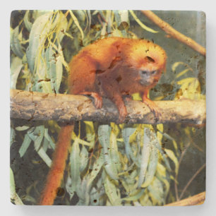 Golden Lion Tamarin Observed, Stone Untersetzer