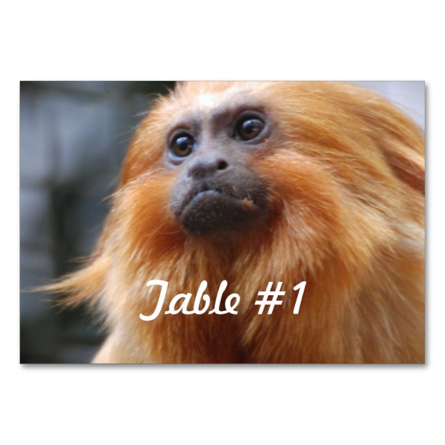 Golden Lion Tamarin Tischnummer (Vorderseite)