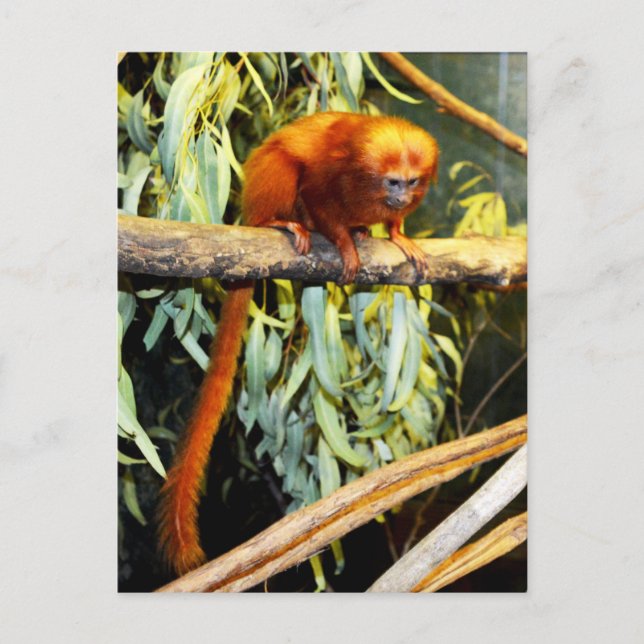 Golden Lion Tamarin Whats Up, Carte Postale (Devant)