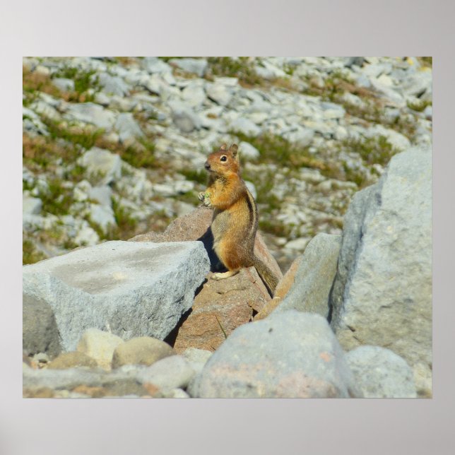 Golden Mantled Ground Eichhörnchen auf dem Rainier Poster (Vorne)