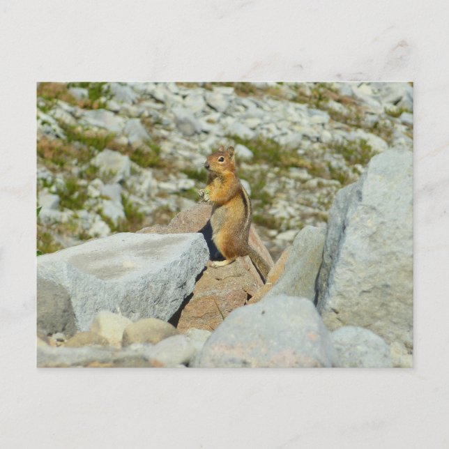 Golden Mantled Ground Eichhörnchen auf dem Rainier Postkarte (Vorderseite)