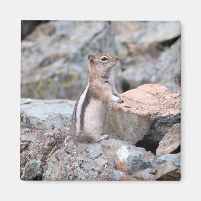 Golden-Mantled Ground Squirrel at Glacier II Magnet (Vorne)