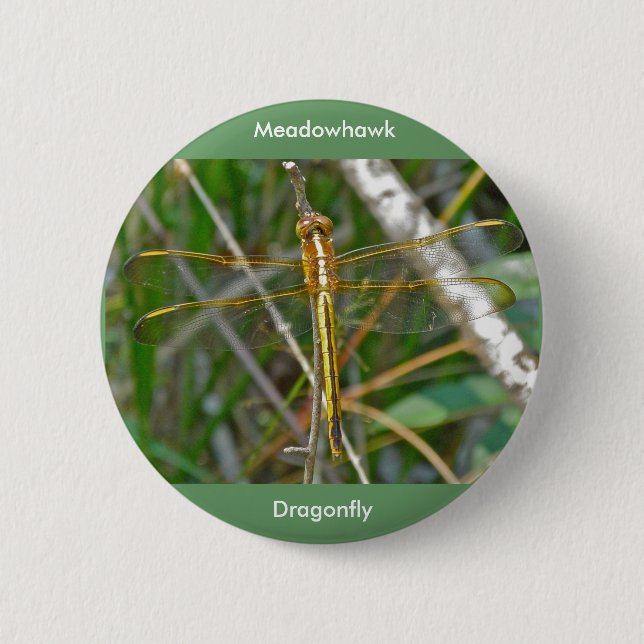 Golden Meadowhawk (Sympetrum) Dragonfly Items Button (Vorderseite)