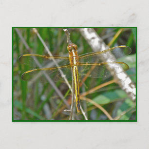 Golden Meadowhawk (Sympetrum) Dragonfly Items Postkarte