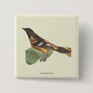 Golden oder Baltimore Oriole (Icterus galbula) Button