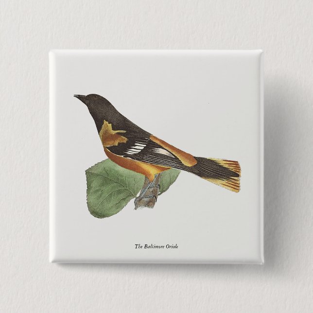 Golden oder Baltimore Oriole (Icterus galbula) Button (Vorderseite)