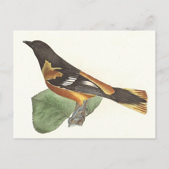 Golden oder Baltimore Oriole (Icterus galbula) Postkarte (Vorderseite)