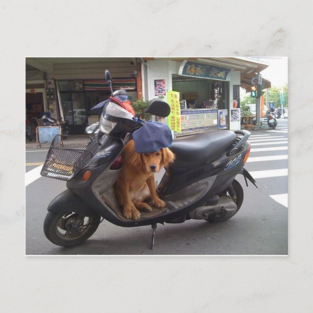 Golden on Scooter Postcard Postkarte (Vorderseite)