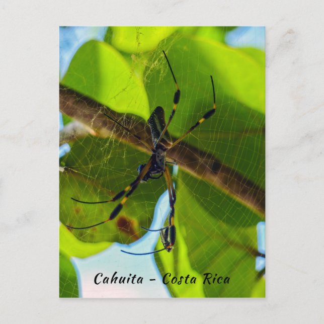 Golden Orb Spider in Cahuita Beach - Costa Rica Postkarte (Vorderseite)