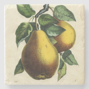 Golden Pears Square Steinuntersetzer