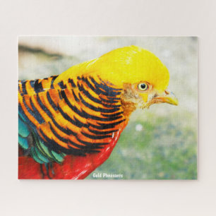 Golden Pheasant