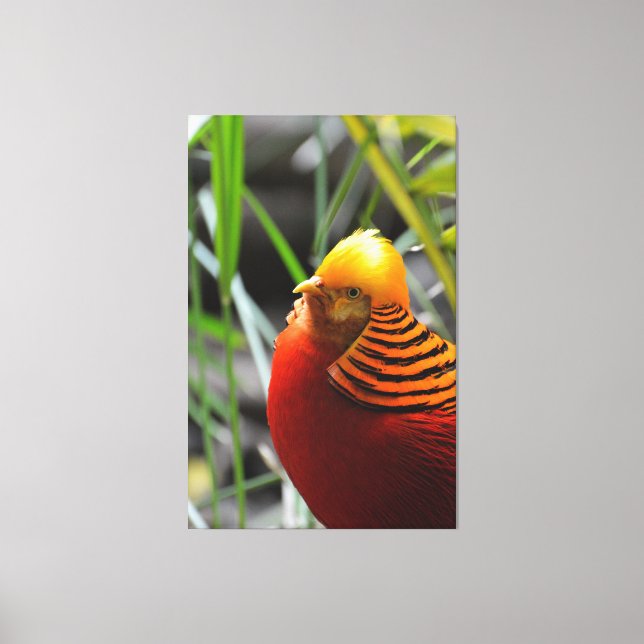 Golden Pheasant Bird Leinwanddruck (Vorderseite)