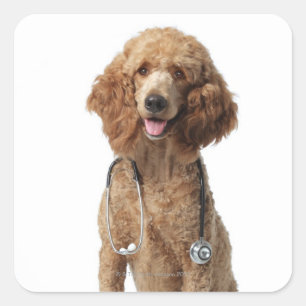 Golden Poodle Hund mit einem Stethoskop Quadratischer Aufkleber