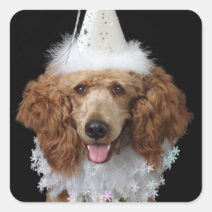 Golden Poodle Hund mit weißem Clownkostüm Quadratischer Aufkleber
