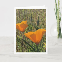 Golden Poppies (Inside Blank) Karte