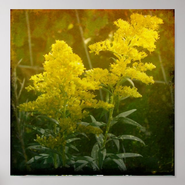 Golden Poster (Vorne)