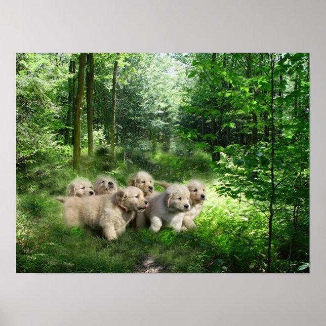 Golden Puppies Poster (Vorne)