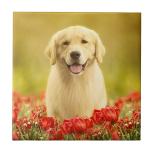 Golden Retirever in Roten Blume Fliese