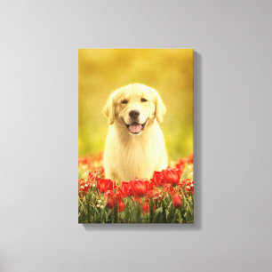 Golden Retirever in Roten Blume Leinwanddruck