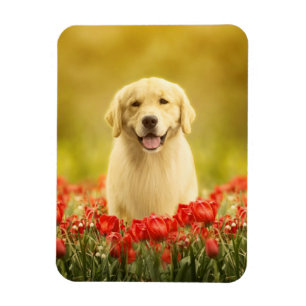 Golden Retirever in Roten Blume Magnet