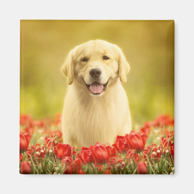Golden Retirever in Roten Blume Magnet (Vorne)