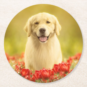Golden Retirever in Roten Blume Runder Pappuntersetzer