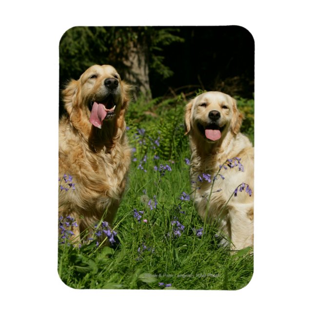 Golden Retreivers im Gras Magnet (Vertikal)