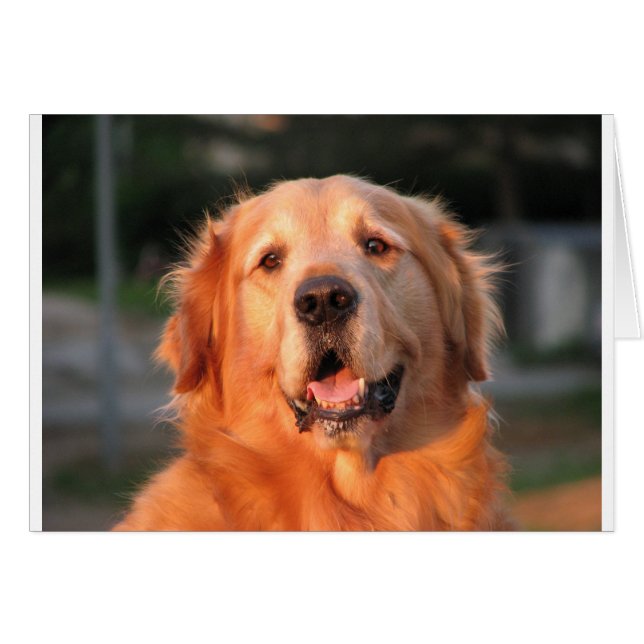 Golden Retriever (Devant horizontal)
