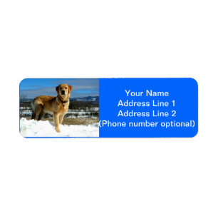 Golden retriever