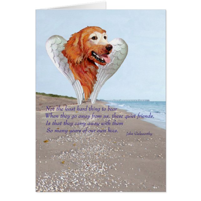 Golden Retriever (Devant)