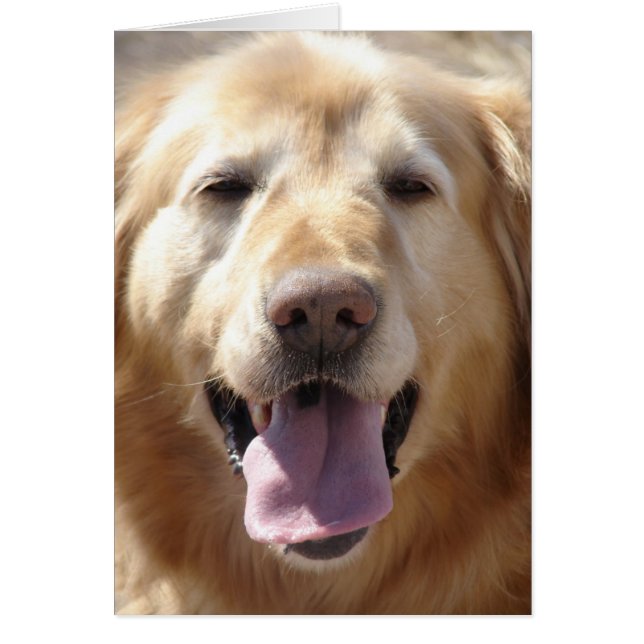 Golden Retriever (Devant)